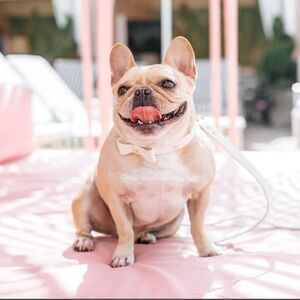 Elegant White Dog Collar with Bow